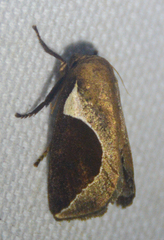 Prolimacodes badia