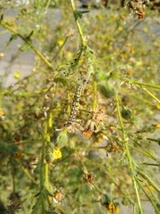 Heliothis phloxiphaga