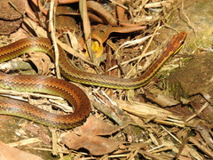 Echinanthera cephalostriata