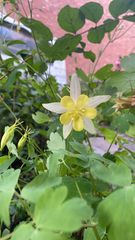 Aquilegia chrysantha
