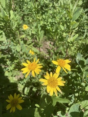 Arnica mollis