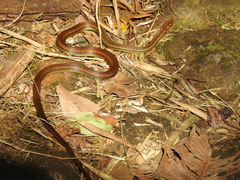 Echinanthera cephalostriata