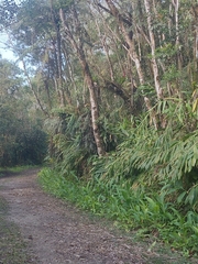 Hedychium coronarium