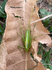 Meconema meridionale