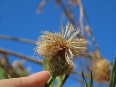 Cheirolophus sempervirens