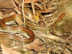 Echinanthera cephalostriata