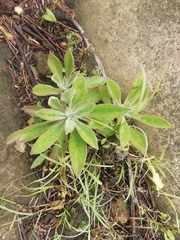 Echeveria coccinea