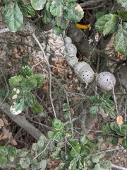 Callirhytis quercussuttoni