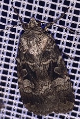 Feltia geniculata