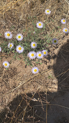 Erigeron divergens