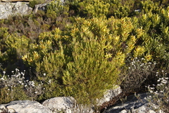 Leucadendron xanthoconus