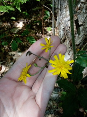 Hieracium lachenalii