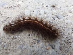 Spilosoma lubricipeda