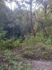 Hedychium coronarium