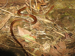 Echinanthera cephalostriata