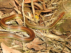 Echinanthera cephalostriata