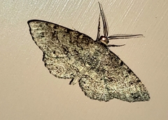 Melanolophia canadaria