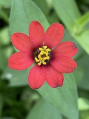 Zinnia peruviana