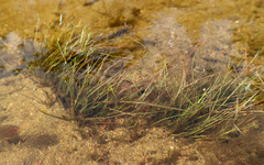 Eleocharis acicularis