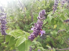 Salvia melissodora