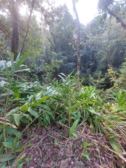 Hedychium coronarium