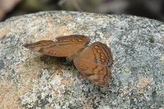 Junonia hedonia