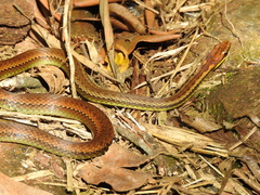Echinanthera cephalostriata