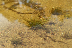 Eleocharis acicularis
