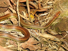 Echinanthera cephalostriata