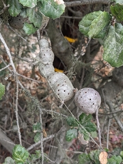 Callirhytis quercussuttoni