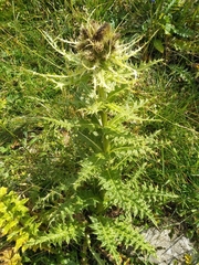 Cirsium spinosissimum