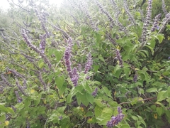 Salvia melissodora