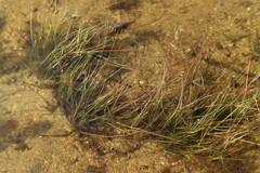 Eleocharis acicularis