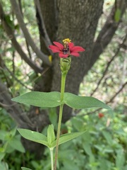 Zinnia peruviana