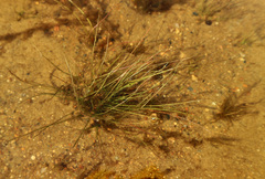 Eleocharis acicularis