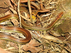 Echinanthera cephalostriata