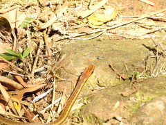 Echinanthera cephalostriata