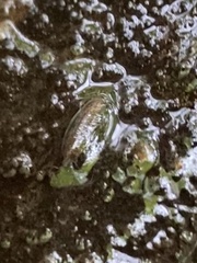 Eumalacostraca