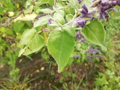 Salvia melissodora