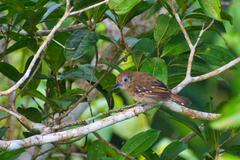 Thamnophilus atrinucha