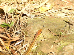 Echinanthera cephalostriata
