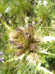 Cirsium spinosissimum