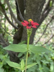 Zinnia peruviana