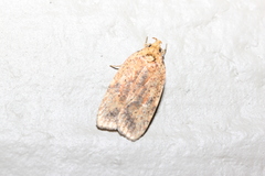 Agonopterix