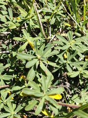 Daphne striata