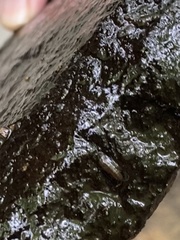 Eumalacostraca