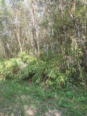 Hedychium coronarium