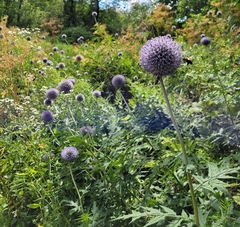Echinops