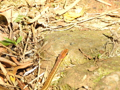 Echinanthera cephalostriata