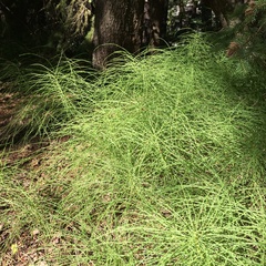 Equisetum sylvaticum